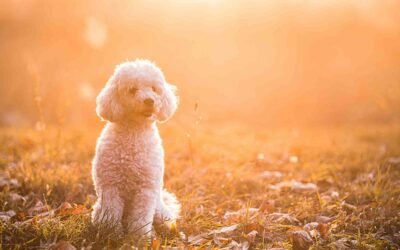 #485: A Dog Named Sweetie