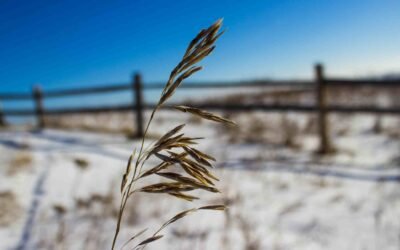 #494: But I Survived the Day