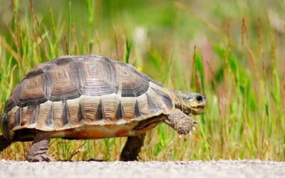 #489: Did My Tortoise Really Say That?