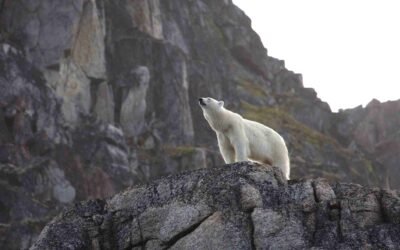 #481: Sitting with Polar Bears