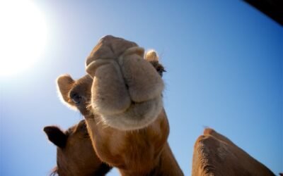 #510: Today I Rode Hades