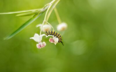 #516: I’d Take It in a Second