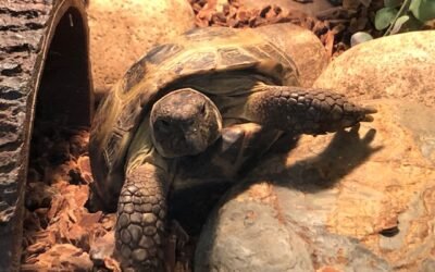 Blog #522: He Stared. I Stared.