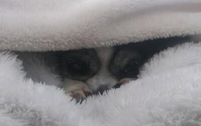 Blog #527: Bitter, Sour, Salty