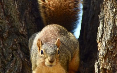 Blog #524: My BEST Squirrel Talk…Ever.