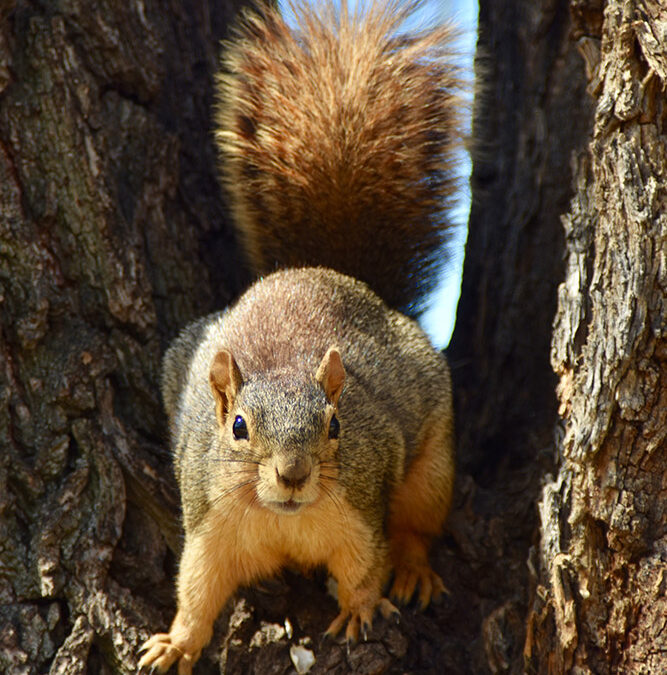 Blog #524: My BEST Squirrel Talk…Ever.