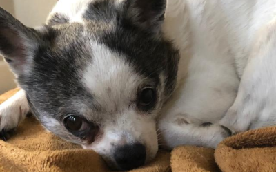 Blog #552: Riding Extra Tall Horses