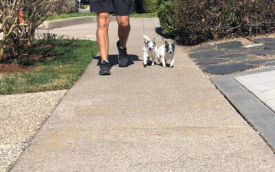 Blog #574: I’m on a Safari