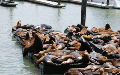 Blog #576: We’re Gonna’ See the Wions