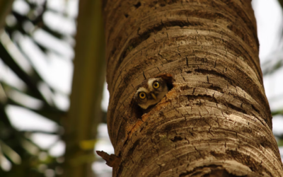 Blog #585: Two Notes for Old Mirrors