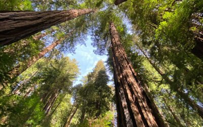 Blog #736: A Visit to the Ancient Giants