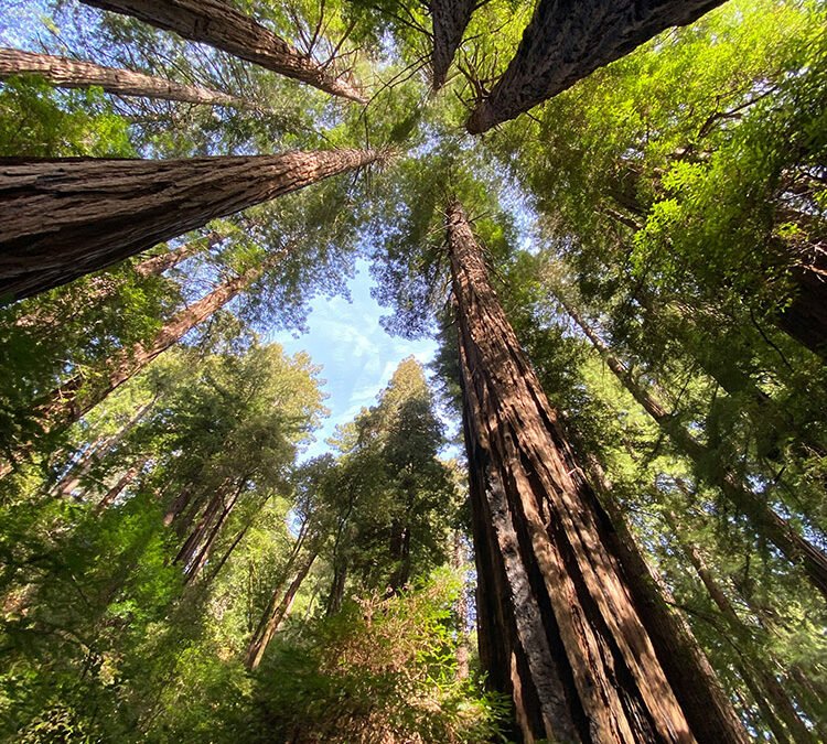 AUDIO #736: A Visit to the Ancient Giants